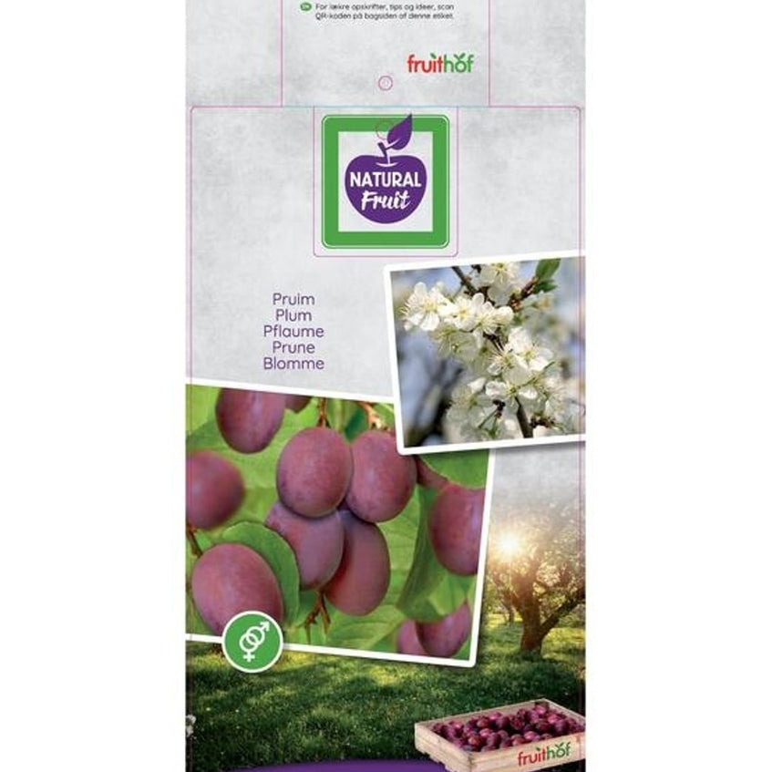 Plommon – Prunus domestica 'Opal' - C12 250-275 CM Hoogstam